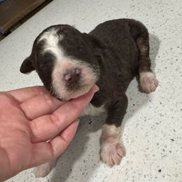 Boy 1 - Brown and white male Aussiedoodle puppy in Florida from Doodles & Danes