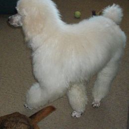 Poodles and Whoodles from Twin Pines