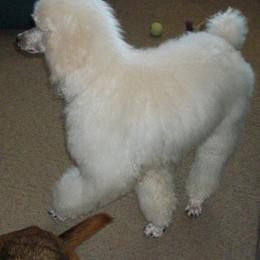 Poodles and Whoodles from Twin Pines