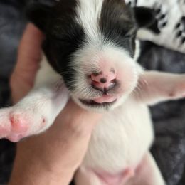 PJ - White black and tan male Smooth Fox Terrier puppy in Lake City, Florida from Providence Kennels