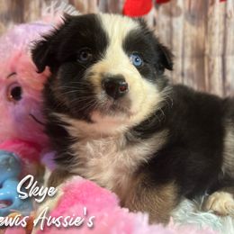 Australian Shepherd and Pembroke Welsh Corgi Puppies from Lewis Aussie’s & Corgi’s