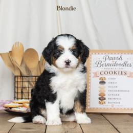 Blondie - Tri-color female Bernedoodle puppy in St Joe, Indiana from Pawsh Bernedoodles