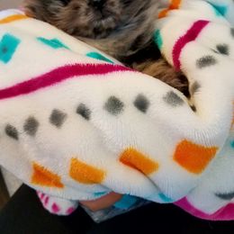Pomeranian Puppies from My Secret Poms