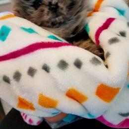 Pomeranian Puppies from My Secret Poms
