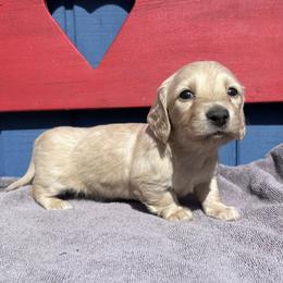 Sweet pea - Cream female Dachshund puppy in Willow Springs, Missouri from Krazy Acre Farm
