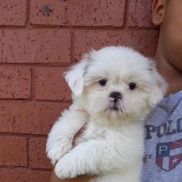 Shih Tzu and Yorkshire Terrier Puppies from Thorntons Fur Crew