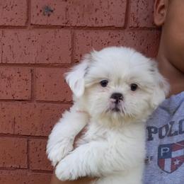 Shih Tzu and Yorkshire Terrier Puppies from Thorntons Fur Crew
