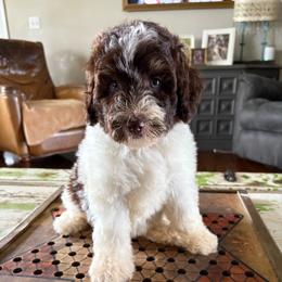 Milky Way - Brown and white male Bernedoodle puppy in Arabi, Georgia from Huckadoodle Farm
