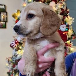 Knuckles - Cream male Dachshund puppy in Bedias, Texas from Faith & Grace Doxies