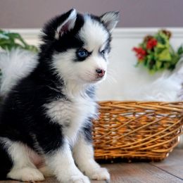 Pomsky Puppies from Arctic Star Pomskies