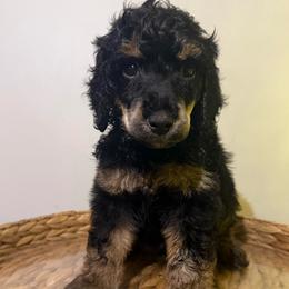 Rudy - Phantom male Poodle puppy in Grovetown, Georgia from PND Kennel