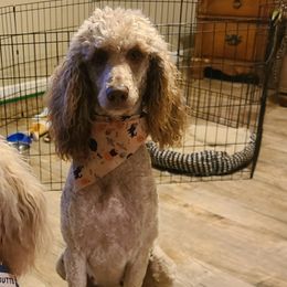 Poodles from Tomorrow's Success