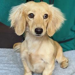 BAILIWICK OF GURNSEY'S LADY ELANOR - Cream female Dachshund puppy in Moscow, Idaho from Bailiwick of Gurnsey