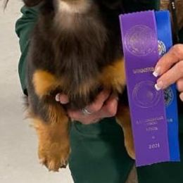 Dachshund All Grown Up from Triniti Dachshunds