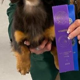 Dachshund All Grown Up from Triniti Dachshunds