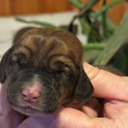 Girl 1 - Basset Hound puppy from Hill Top Basset Hounds & Great Pyrenees