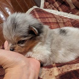 Nova - Blue merle female Pomeranian puppy in California from TD Dream Poms