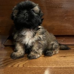 "From previous litter " Shih Tzu Puppies from Between The Creeks Farmstead