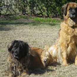 Leonberger All Grown Up from Bluebonnet Leos