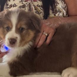 Chocolate Tri Limited registration - Tri-color female Border Collie puppy in Apple Valley, California from Flying S Ranch Border Collies