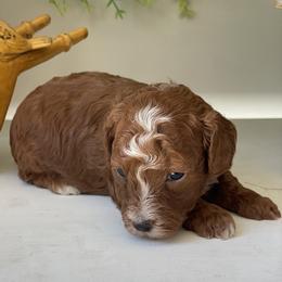 Lucky (Green Collar) - Red  male Poodle puppy in Ogden, Utah from Bells Poodles