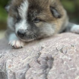 Japanese Akitainu Puppies from Havoc Akitas