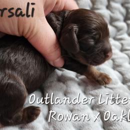 Girl 2 Marsali - Sable female Cocker Spaniel puppy in Morristown, Tennessee from Down in the Holler