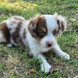 Chase - Red merle male Toy Australian Shepherd puppy in Forney, Texas from Texas Talent Toy Aussie's and Labs
