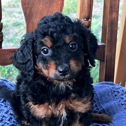 Anna - Tri-color female Bernedoodle puppy in Caldwell, Idaho from Treasure Valley Poodles