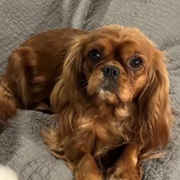 Red - Cavalier King Charles Spaniel