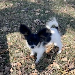 Turbo - Black brown and white male Papillon puppy in Missouri from Lovely Acres