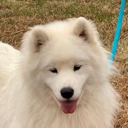 Cabo - Samoyed