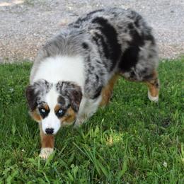Ryze - Australian Shepherd