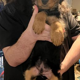 Airedale Terrier Puppies from AIREDALE COMPANIONS