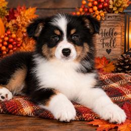 Tinsley - Black tri-color female Australian Shepherd puppy in Fultonville, New York from Sandy Aussies, Mini Dachshunds & Pomeranians