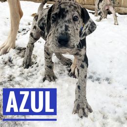 Doberman Pinscher and Great Dane Puppies from Von Schaaf Haus DuPree