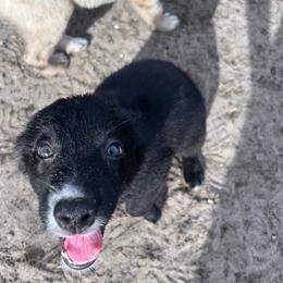 Junie - Black & white female Australian Shepherd puppy in Rose Hill, North Carolina from Motega Australian Shepherds