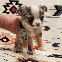 Alexia - Black and white female Chihuahua puppy in Chesapeake, Virginia from Elsbeth's Chihuahuas