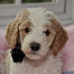 Bernedoodle and Goldendoodle Puppies from Above and Beyond Standards