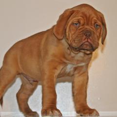 Boy 4 - Dogue de Bordeaux puppy from HOT DIGGITY DDB