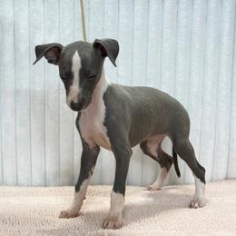 Empress Wu Zee - Blue female Italian Greyhound puppy in Vienna, Georgia from Marchwind Farm