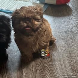 Teddy - Chocolate male Shih Tzu puppy in Walkertown, North Carolina from Lil’ Bit’s Shih Tzu