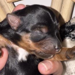 Yorkshire Terriers from The Doggy Empire