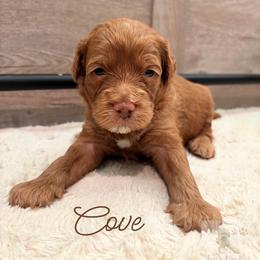Cove - Red  male Goldendoodle puppy in Birmingham, Alabama from Ivy’s Doodles