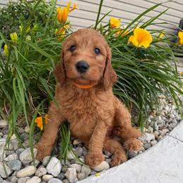 Orange - Apricot female Goldendoodle puppy in Rockford, Ohio from 419 Goldendoodles