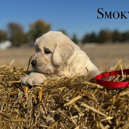 Smokey - Light golden male Golden Retriever puppy in Piqua, Ohio from Golden’s of Remington Fields