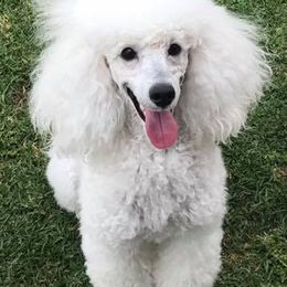 Poodles from Acclaim Miniature Poodles