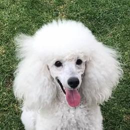 Poodles from Acclaim Miniature Poodles