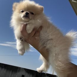 Boy 2 - Cream Pomeranian puppy in Abilene, Texas from Blessedpoms