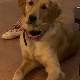 Golden Retriever All Grown Up from Cooper Oaks Goldens